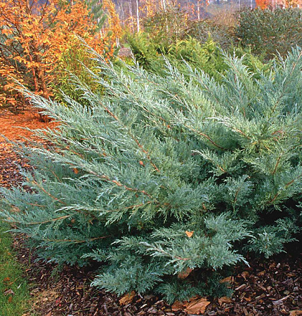 Можжевельник Хетц виргинский 40-50 см