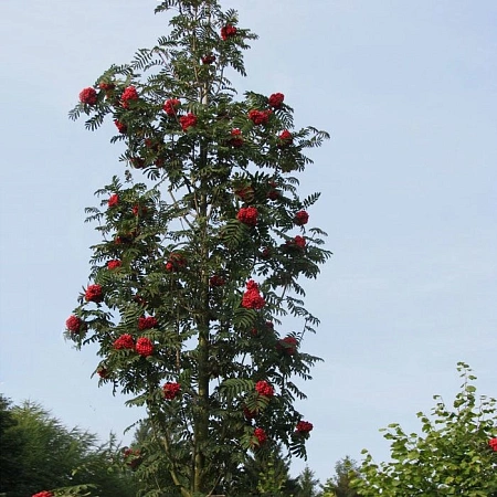 Рябина обыкновенная Fastigiata 160 см Рябина обыкновенная Fastigiata 160 см