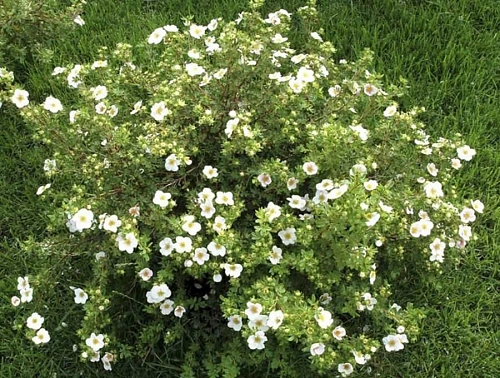 Лапчатка Abbotswood кустарниковая Лапчатка Abbotswood кустарниковая