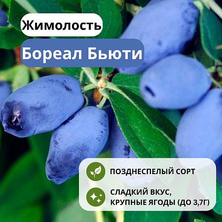Жимолость Бореал Бьюти съедобная С3