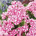 Флокс Pink Windmill (уп. 1 шт) Флокс Pink Windmill (уп. 1 шт)