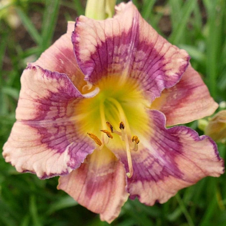 Лилейник Get Jiggy в горшке С-1