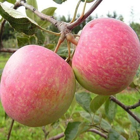 Яблоня Ауксис кисло-сладкий Яблоня Ауксис кисло-сладкий