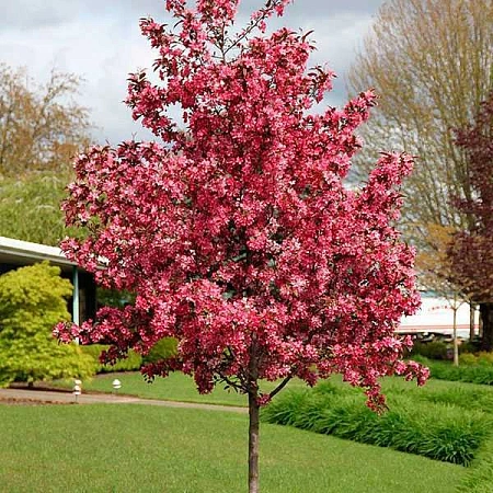 Яблоня декоративная Royalty на штамбе С2 Яблоня декоративная Royalty на штамбе С2