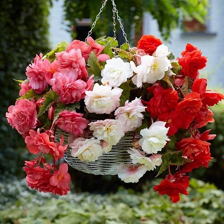 Бегония Odorata Mixed Бегония Odorata Mixed