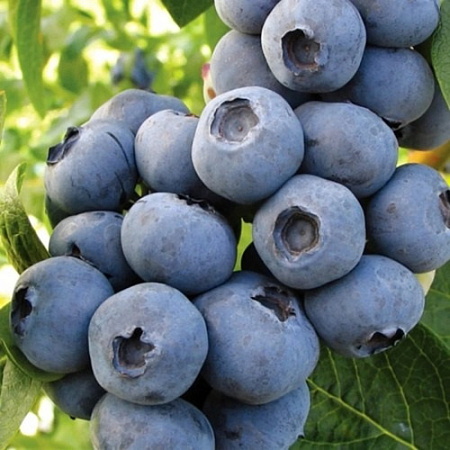 Голубика Нуи (Nui) С3