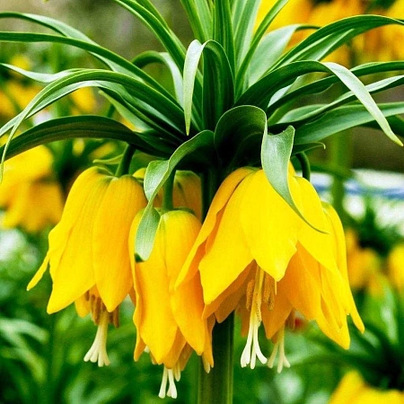 Фритиллярия imperialis Lutea