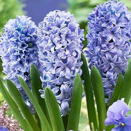 Гиацинт Blue Eyes (3 шт. в уп.)