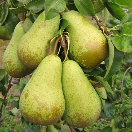 Груша Конференция