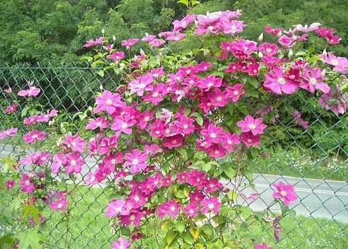 Клематис Эрнест Маркхам Клематис Эрнест Маркхам