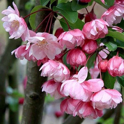 Яблоня декоративная Van Eseltine 180 см Яблоня декоративная Van Eseltine 180 см