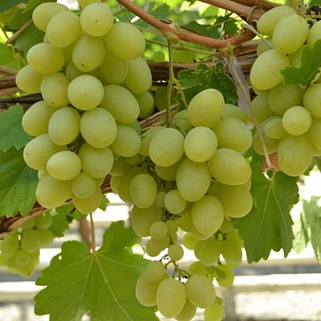 Виноград Первозванный