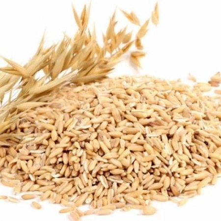 Тритикале фуражный Тритикале фуражный