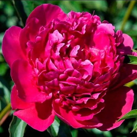 Пион Victoire de la Marne (уп. 1 шт) Пион Victoire de la Marne (уп. 1 шт)