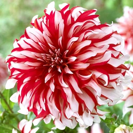 Георгина Penny Lane (уп. 1 шт)