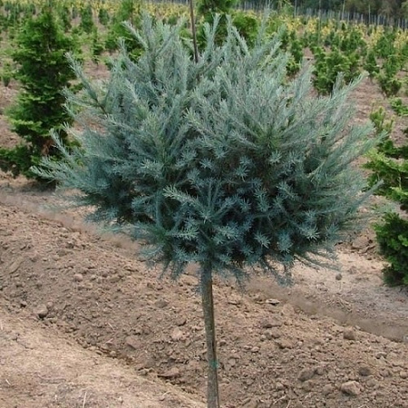 Лиственница Blue Ball на штамбе 1 м