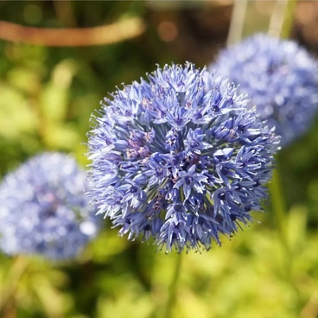 Аллиум Azureum (15 шт. в уп.)