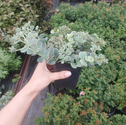 Очиток (Седум) Cape Blanco лапчатолистный Очиток (Седум) Cape Blanco лапчатолистный