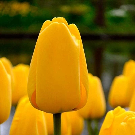 Тюльпан Conqueror (5 шт. в уп.)