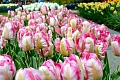 Тюльпан Pink Vision Тюльпан Pink Vision