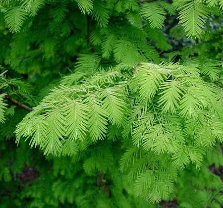 Метасеквойя глиптостробовидная 80-100 см