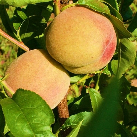 Персик Донецкий белый Персик Донецкий белый