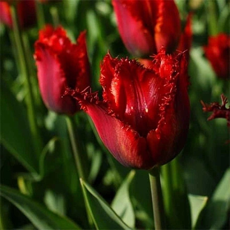 Тюльпан Pacific Pearl