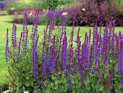 Шалфей дубравный Нью Дименшн Блю (New Dimension Blue) C2 Шалфей дубравный Нью Дименшн Блю (New Dimension Blue) C2