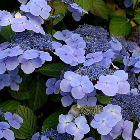 Гортензия крупнолистная Blue Wave