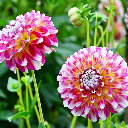 Георгина Hawaii NL (1 шт. в уп.)