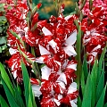 Гладиолус Zizanie (уп. 7 шт) Гладиолус Zizanie (уп. 7 шт)