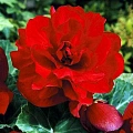 Бегония Double Dark Red (2 шт. в уп.) Бегония Double Dark Red (2 шт. в уп.)