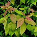 Спирея японская Macrophylla 40-60 см Спирея японская Macrophylla 40-60 см