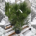 Сосна крымская 50-70 см Сосна крымская 50-70 см