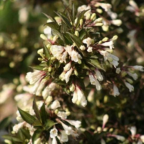 Вейгела Black and White цветущая Вейгела Black and White цветущая