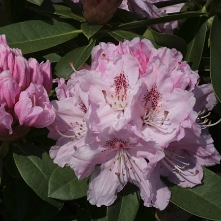 Рододендрон Albert Schweitzer 50-60 см Рододендрон Albert Schweitzer 50-60 см