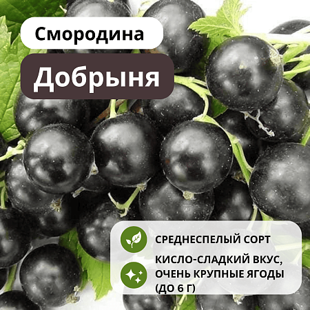 Смородина Добрыня черная С3