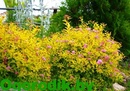 Спирея японская Golden Princess 30-40 см Спирея японская Golden Princess 30-40 см
