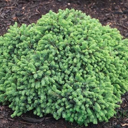 Ель Эхиниформис глаука 