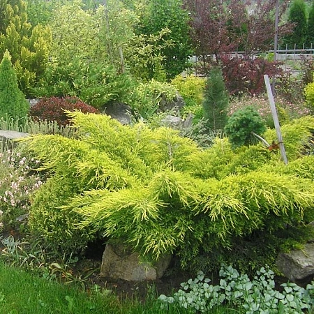 Можжевельник Пфитцериана Ауреа 40-60 см Можжевельник Пфитцериана Ауреа 40-60 см