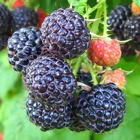 Малина черная Кумберленд Малина черная Кумберленд