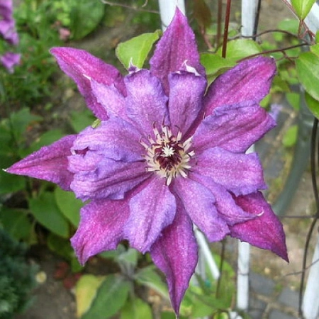 Клематис Кэтлин Данфорд Клематис Кэтлин Данфорд