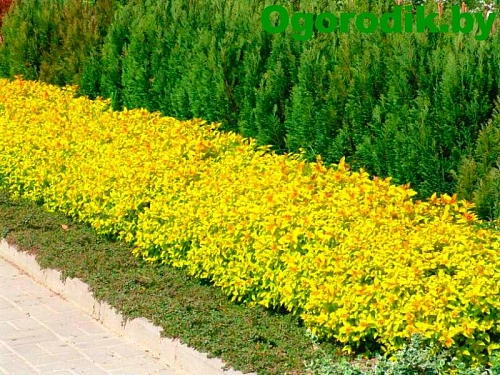 Спирея Goldflame японская 20 см d.30 см Спирея Goldflame японская 20 см d.30 см