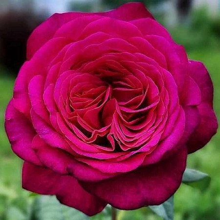 Роза чайно-гибридная И.В.Гете (J.W. Goete) Сербия