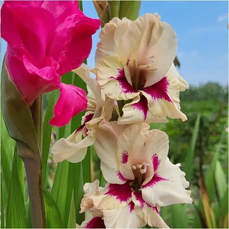 Гладиолус Amber Mystique (уп. 7 шт)