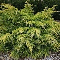 Можжевельник средний Сейбрук Голд 30-40 см Можжевельник средний Сейбрук Голд 30-40 см