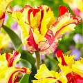 Тюльпан Flaming Parrot (5 шт. в уп.) Тюльпан Flaming Parrot (5 шт. в уп.)