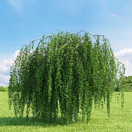 Береза повислая Long Trunk на штамбе 160 - 180 см