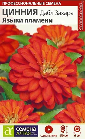Цинния Дабл Захара Языки пламени, 6 шт Цинния Дабл Захара Языки пламени, 6 шт