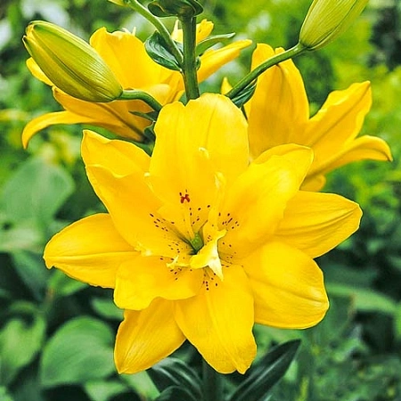 Лилия Fata Morgana (уп. 3 шт)
